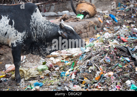 Les déchets de l'alimentation des vaches à Varanasi, Inde Banque D'Images
