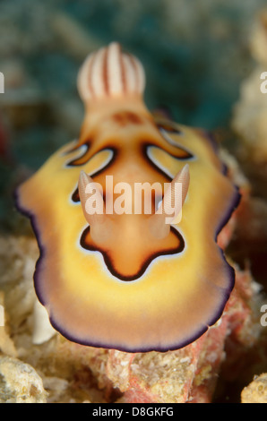 Nudibranche, Chromodoris coi, à Cape Kri, détroit de Dampier, en Papouasie occidentale, en Indonésie. Profondeur : 21,9 mètres. Banque D'Images