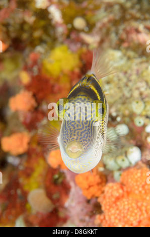 Imite Filefish, Paraluteres prionurus at four Kings, près de l'île Misool, Papouasie occidentale, Indonésie. Banque D'Images