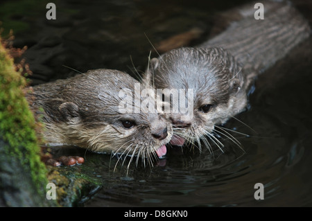 Loutre griffes Banque D'Images