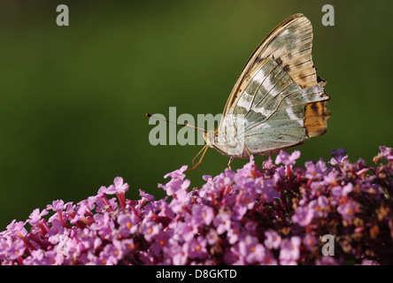 papillon Banque D'Images