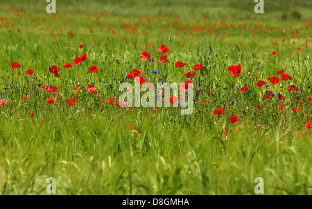 Coquelicots Banque D'Images