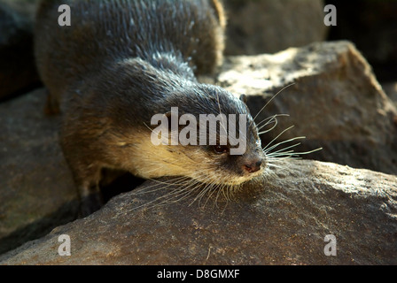 Loutre griffes Banque D'Images