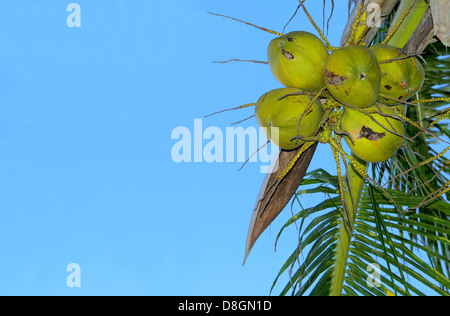 Coco palm Banque D'Images