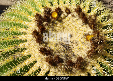 Golden Barrel Cactus, Ballon d Or Banque D'Images