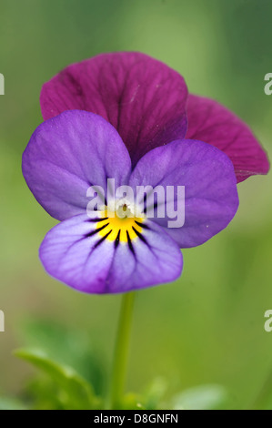 Les violettes Banque D'Images