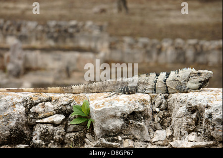 Un'iguane (Ctenosaura defensor) soleil lui-même sur un mur de pierre à les ruines mayas d'Uxmal, Yucatan, Mexique Banque D'Images