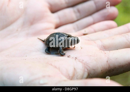 Gros plan d'une tortue de tourbière (Glyptemys muhlenbergii), une petite espèce en voie de disparition que l'on trouve dans les milieux humides. La tortue est reconnue pour ses marques distinctives et est originaire de l'est des États-Unis. Banque D'Images