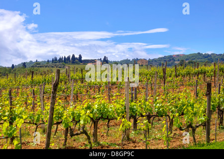 Vignes près de Montalcino, Sienne, Toscane, Italie Banque D'Images