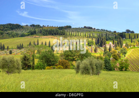 Paysage avec cyprès dans le Val d'Orcia, Toscane, Italie Banque D'Images