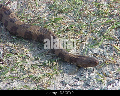Une couleuvre d'eau brune (Nerodia taxispilota) est un reptile non venimeux que l'on trouve couramment près de l'eau. Connu pour ses marques brunes et brunes, il est souvent observé dans les milieux humides et les habitats d'eau douce. Banque D'Images