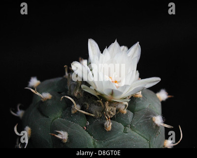 Un cactus à fleurs blanches, montrant ses fleurs délicates sur fond de tiges vertes épineuses. Les cactus fleurissent de différentes couleurs, et ce cactus particulier prospère dans les climats arides. Banque D'Images