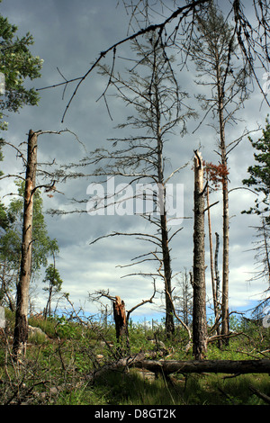 Arbres morts dans une forêt Banque D'Images