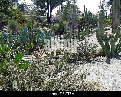 Un jardin de cactus situé dans le parc Balboa, avec une variété d'espèces de cactus dans un cadre bien entretenu sur le thème du désert. Le jardin offre un aperçu de la flore unique des régions arides. Banque D'Images