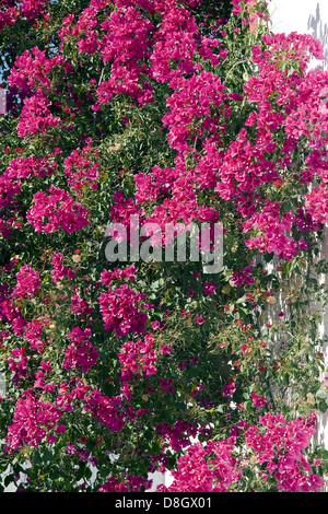 Bougainvillée Banque D'Images