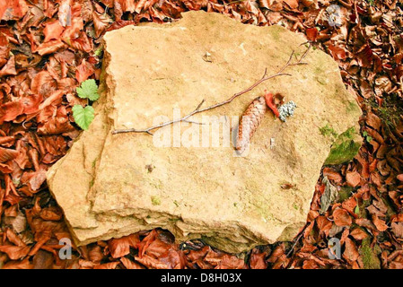 Cette image présente un cône reposant sur une pierre entourée de feuilles. Le cadre naturel met en valeur la texture et la forme du cône, contrastant avec la végétation et les rochers environnants. Banque D'Images