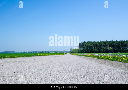 Low angle photo d'une route asphaltée au printemps. L'île de Oland en Suède. Banque D'Images