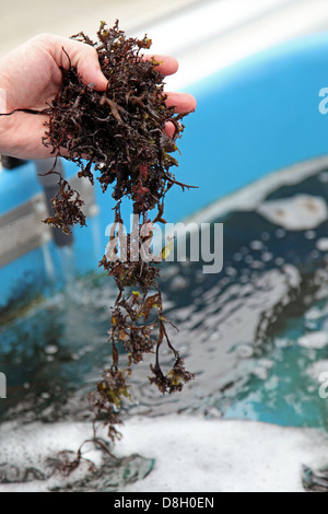 Mousse d'Irlande (Chondrus crispus) Banque D'Images