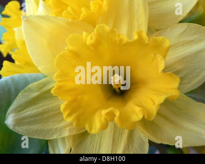 Cette image montre une vue rapprochée d'une fleur de jonquille. La jonquille, connue pour sa couleur jaune vif, est l'une des premières fleurs à fleurir au printemps. Sa forme distinctive de trompette et ses pétales vibrants en font un symbole populaire de renouveau et de nouveaux débuts. Banque D'Images