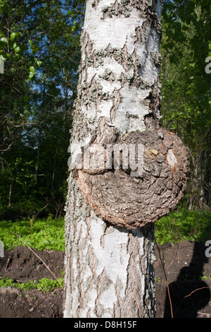 Burl sur Birch Tree Trunk, Finlande Banque D'Images