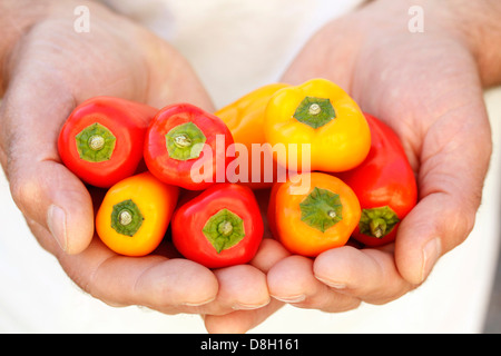 Minipeppers, Banque D'Images