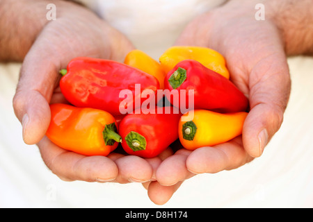 Minipeppers, Banque D'Images