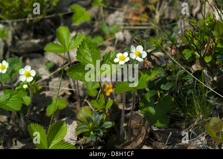 Fraisier Fragaria vesca ; fleurs ; Banque D'Images