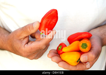 Minipeppers, Banque D'Images