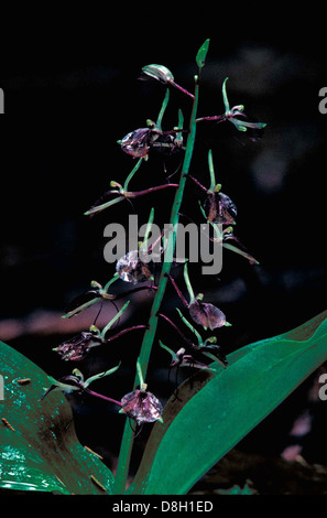 Les fleurs délicates de l'orchidée à lames jumelles (Liparis liliifolia) à feuilles de lis brun violacé foncé sont montrées en pleine floraison. Ces orchidées sont connues pour leur coloration et leur forme uniques. Banque D'Images