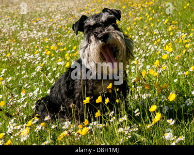 Un Schnauzer nain un champ de renoncules et marguerites Banque D'Images