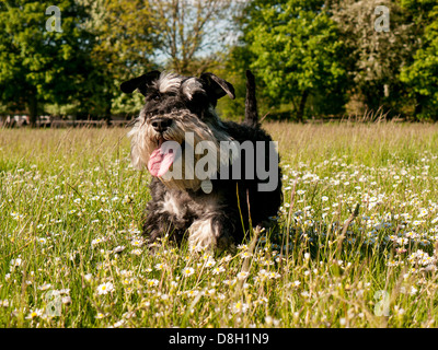 Un Schnauzer nain un champ de renoncules et marguerites Banque D'Images