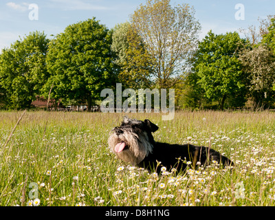 Un un champ de renoncules et marguerites Banque D'Images