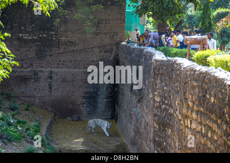 Tigre blanc au Zoo, Gwalior Gwalior, Madhya Pradesh, Inde Banque D'Images