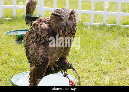 Glastonbury, Somerset, Royaume-Uni. Mai 28th, 2013. Fête cette année le 150e Baignoire & West Show. Credit : Ed Stone/Alamy Live News Banque D'Images