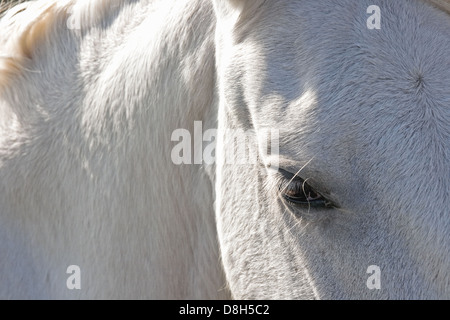 Cheval de Camargue Banque D'Images