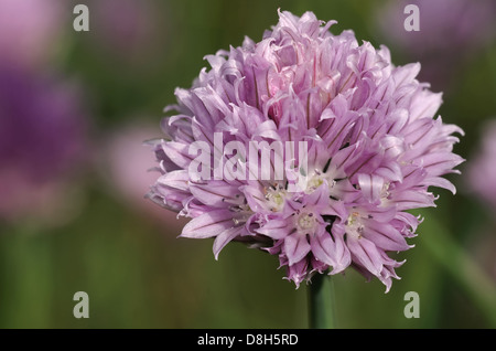 La floraison de la ciboulette Banque D'Images