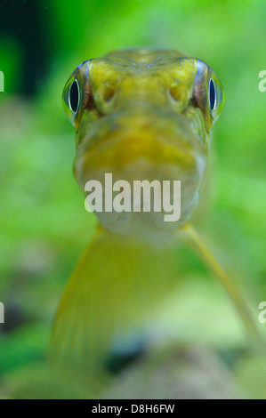 Le grand brochet, Esox lucius, Allemagne Banque D'Images