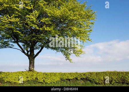 Charme arbres le long d'une route Devon Banque D'Images