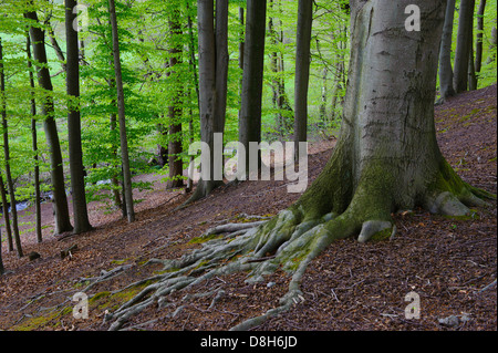 Forêt de hêtres au printemps à la rivière hunte, Basse-Saxe, Allemagne, Fagus sylvatica Banque D'Images