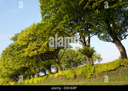 Charme arbres le long d'une route Devon Banque D'Images