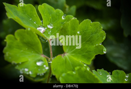 Macro de feuille verte fraîche rosée brillante avec la forêt au printemps Banque D'Images