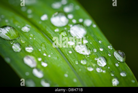 Macro d'herbe verte fraîche rosée brillante avec des feuilles de la forêt au printemps Banque D'Images