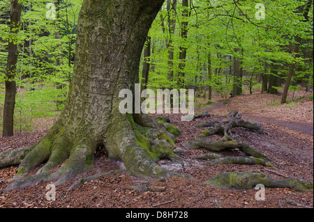 Forêt de hêtres au printemps à la rivière hunte, Basse-Saxe, Allemagne, Fagus sylvatica Banque D'Images