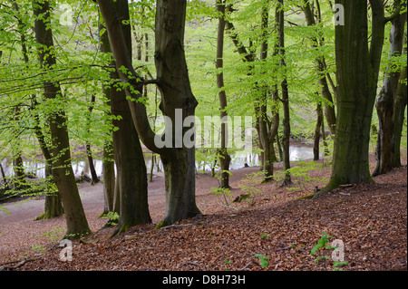 Forêt de hêtres au printemps à la rivière hunte, Basse-Saxe, Allemagne, Fagus sylvatica Banque D'Images