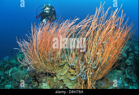 Fouetter la mer et diver Banque D'Images