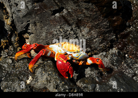 pince de crabe rouge Banque D'Images
