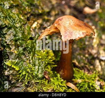 Inocybe napipes Fibrecap bulbe Banque D'Images