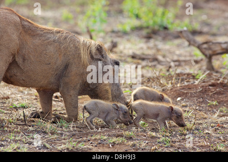 Une femelle phacochère (Phacochoerus aethiopicus) faire paître avec ses porcelets dans le Parc National Kruger, Afrique du Sud. Banque D'Images