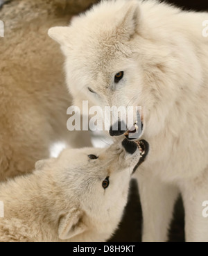 La lutte contre les loups de l'Arctique Banque D'Images