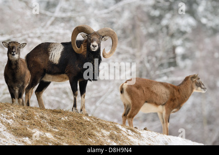 Les mouflons Banque D'Images